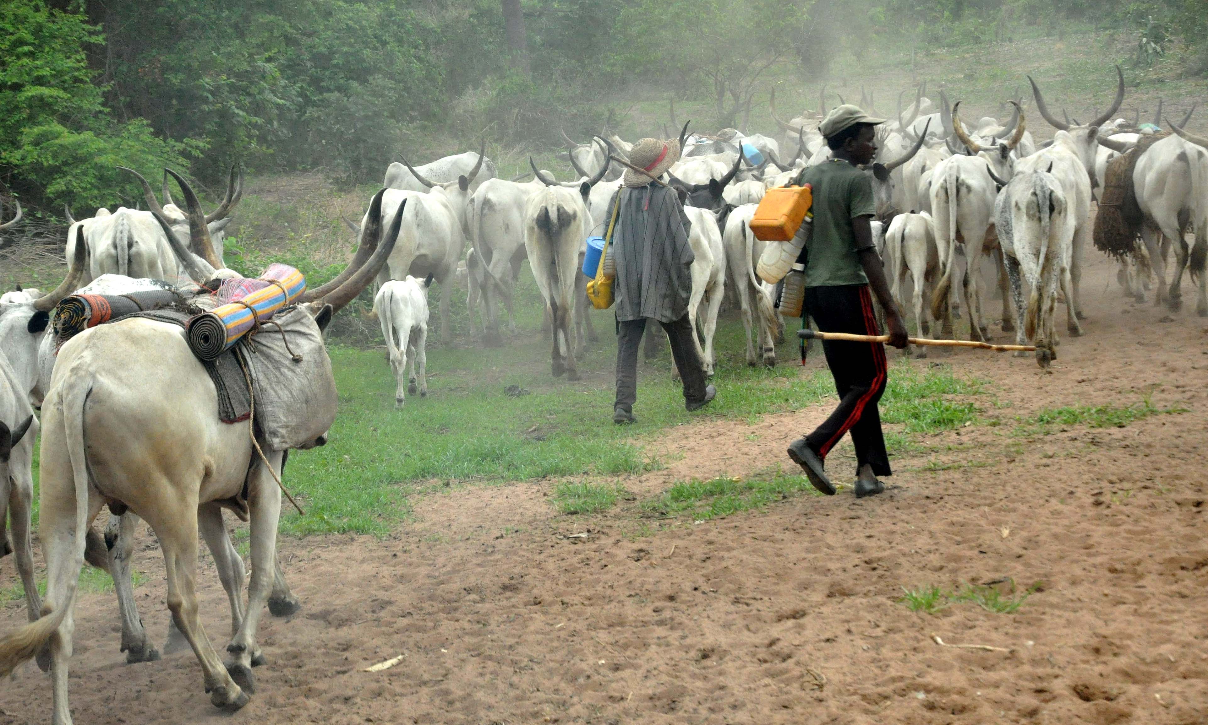 Video: Community In Enugu Chase Fulani Herdsmen Out Of Their Community