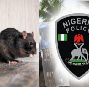 Rat Ate Baby's Ear At Onitsha