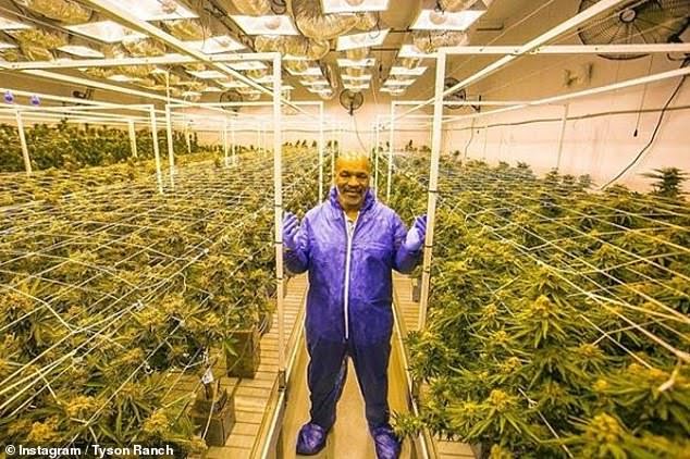 Mike Tyson and his cannabis ranch
