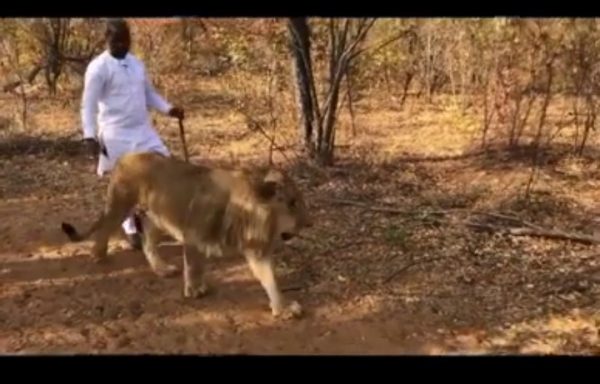 Adebola Williams and his Lion