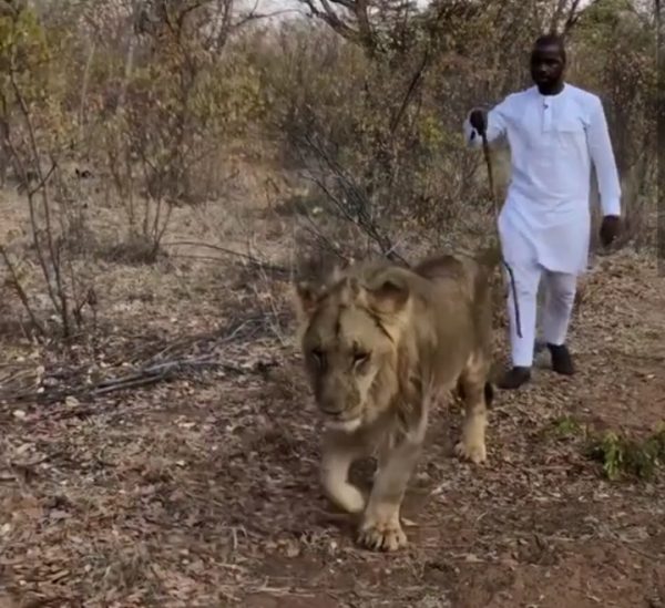 debolalagos strolling with Lion