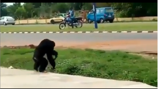 gorilla escape from unilorin zoo