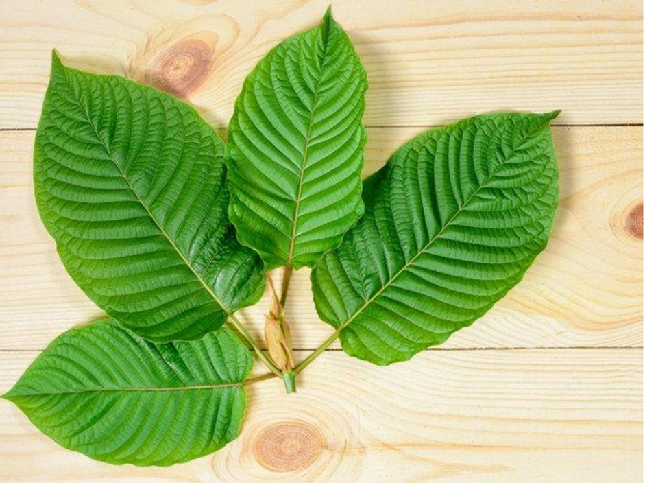 Kratom FearWorthy Foliage Or Beneficial Botanical? Information Nigeria